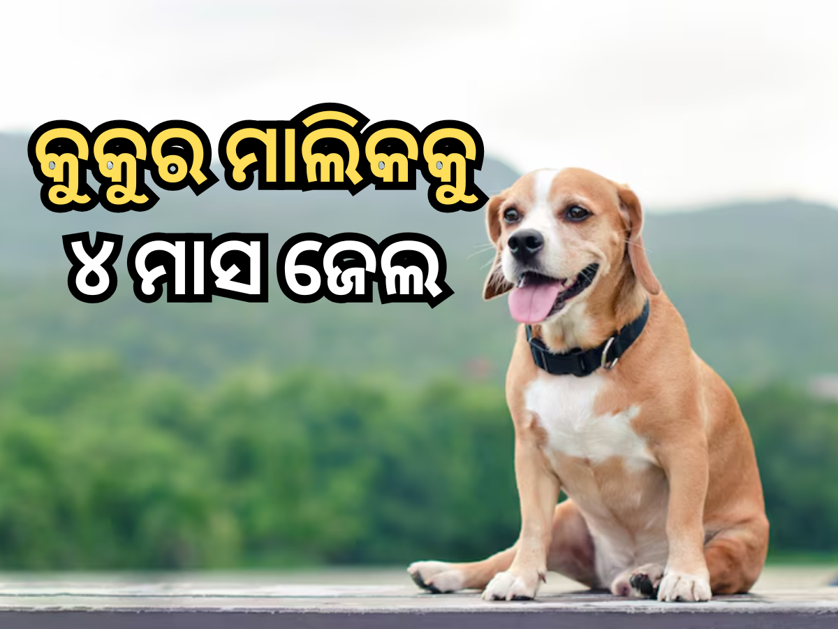 Dog Bite Case: ପଡ଼ୋଶୀକୁ କୁକୁର କାମୁଡ଼ିଲା, ଚାରି ମାସ ପାଇଁ ପୋଷା କୁକୁର ମାଲିକକୁ ଜେଲ ପଠାଇଲେ କୋର୍ଟ Dog Bite Case: ପଡ଼ୋଶୀକୁ କୁକୁର କାମୁଡ଼ିଲା, ଚାରି ମାସ ପାଇଁ ପୋଷା କୁକୁର ମାଲିକକୁ ଜେଲ ପଠାଇଲେ କୋର୍ଟ