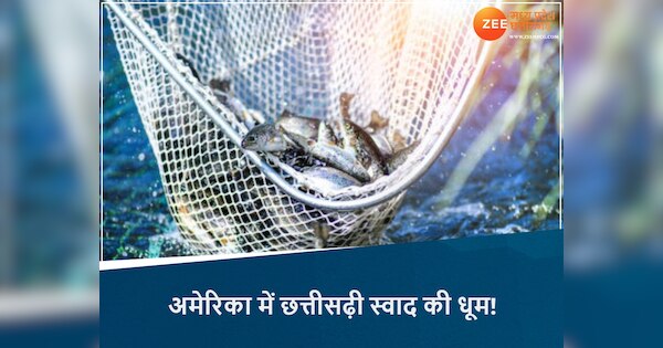 kanker dudhawa reservoir fish tilapia pangaius demand in america ...