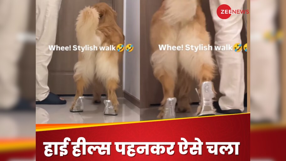 Dog Struts Like a Runway Model in High Heels Internet Divided Users Say ...