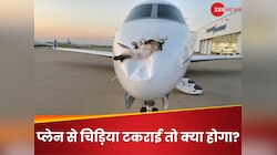 कैसे एक छोटी चिड़िया गिरा सकती है बड़ा प्लेन? जानें क्या है पीछे का साइंस
