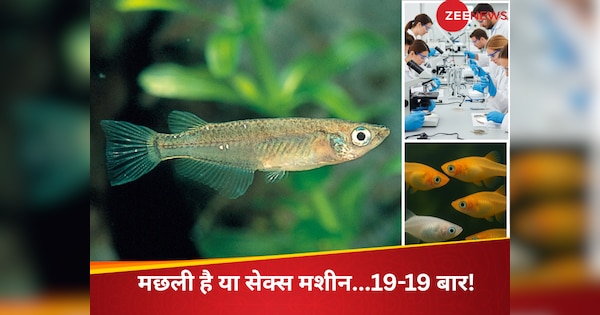 मछली है या सेक्स मशीन! दिन में 19 बार तक सेक्स कर सकती है जापानी मछली, रिसर्च में हुआ ये खुलासा