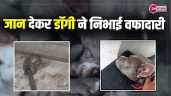 Snake and Dog Fight : सांप काटता रहा पर डॉगी ने मालिक के बेटे की बचा ली जान