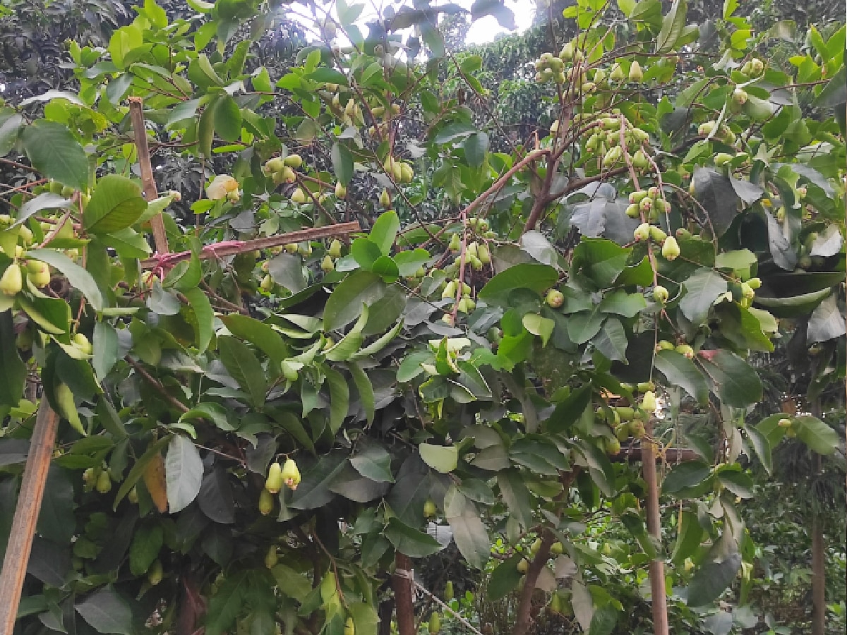 फल उत्पादन का परिदृश्य