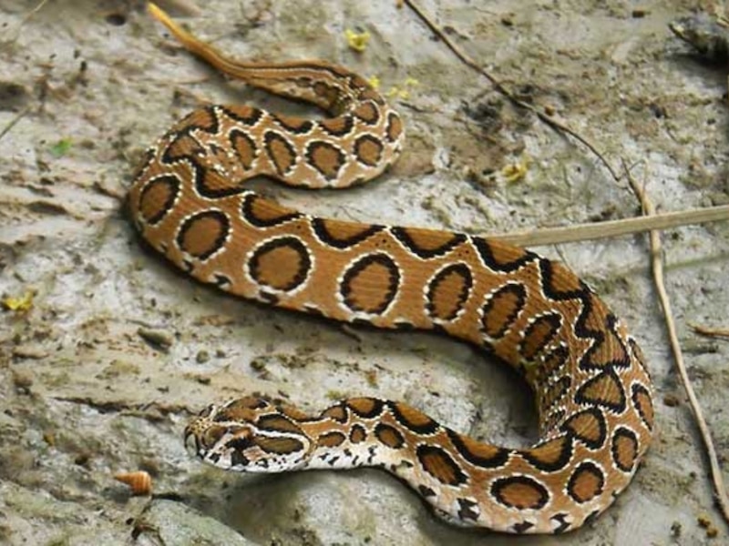 korba poisonous russell viper found in naglok india most dangerous ...