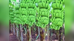 आम के आम, गुठलियों के भी दाम... केला की खेती करके किसान हुआ मालामाल!
