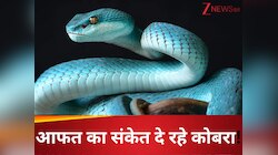 क्या हो गया बड़ा अपशकुन! माउंट एवरेस्ट के पास निकले किंग कोबरा समेत 10 जहरीले सांप