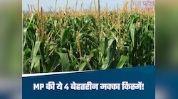  मानसून में करें मक्का की खेती, मध्य प्रदेश के किसानों के लिए बेहतर हैं ये किस्में