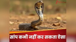 Knowledge News: सांप एक चीज कभी नहीं कर सकता, जानना चाहेंगे कि आखिर ऐसा क्या?