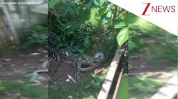 घर के बैकयार्ड में अजगर से भिड़ गया मगरमच्छ, जबड़े में दबाकर ऐसा घुमाया; 20 सेकंड का वीडियो रोंगटे खड़े कर देगा