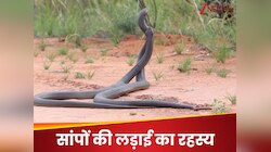 नागिन का दिल जीतने के लिए कोबरा करते हैं भयानक लड़ाई, जंग के हैं ये खास नियम