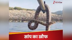 समंदर की लहरों में ऐश कर रहे थे लोग, आंखें खुली तो सामने फुफकार रहा था 6 फीट का सांप