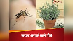 बरसात आने से पहले घर में लगा लें ये 5 पौधे, दुम दबाकर भागेंगे सारे मच्छर