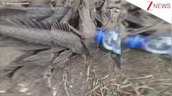 सूखा भी पड़ जाए तब भी कई महीनों तक जिंदा रहती हैं ये मछलियां, Pleco Fish का ये अद्भुत वीडियो देख होश उड़ जाएंगे