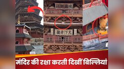 1000 साल पुरानी मंदिर की बिल्लियां करती हैं सुरक्षा, चारों तरफ रहता है पहरा! 