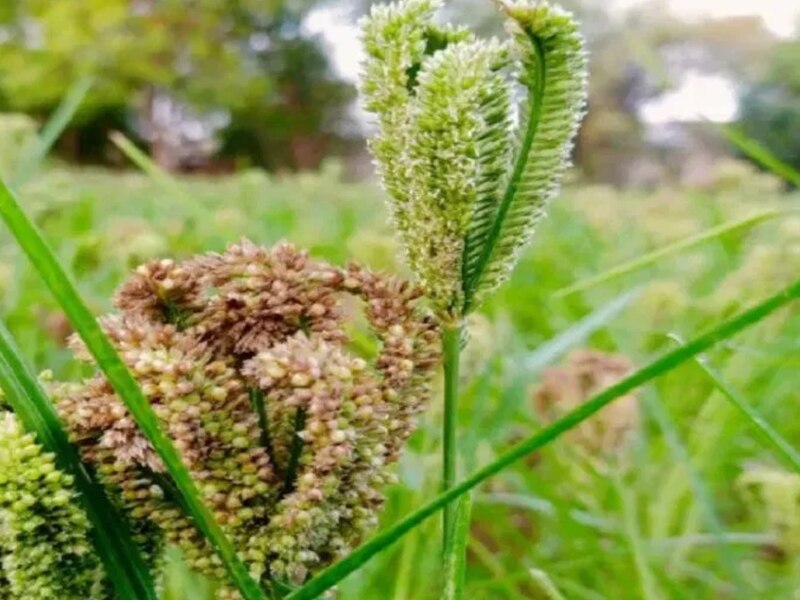 how to cultivation of kodo millets farming tips for vindhya farmer ...