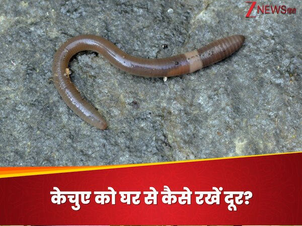 How To Prevent Earthworms from entering the house during the rainy ...