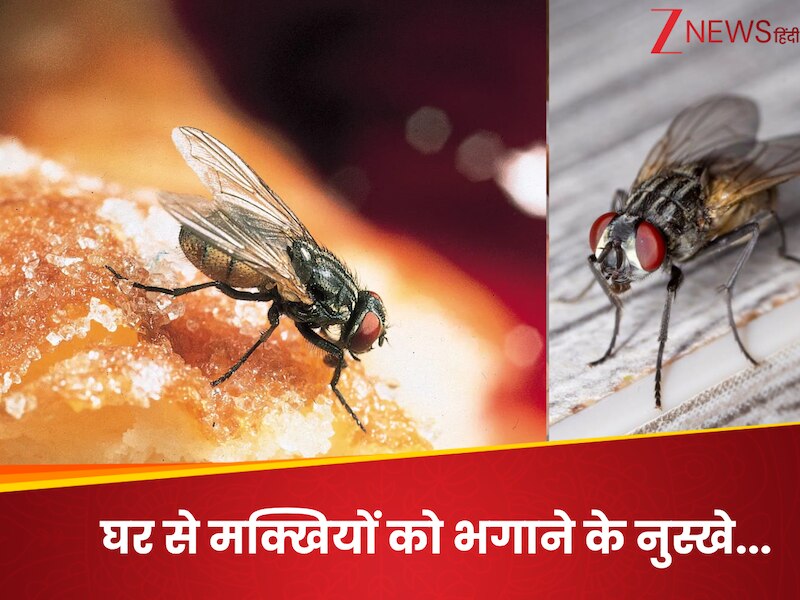 Tips and tricks after rain to get rid of bee or housefly | मानसून आते ...