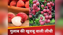 गुलाब जैसी खुशबू... इस खास किस्म की लीची का स्वाद चखेंगे कतर और दुबई के लोग