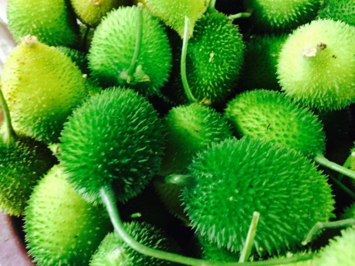 Spiny Guard know the most powerful vegetable kakora or spiny guard is better than ...