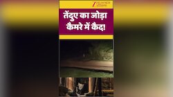Haryana News Leopard pair seen roaming in Panchkula jungles again