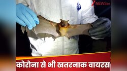 चीन के चमगादड़ों में मिला खतरनाक सुपरवायरस, कोरोना से 20 गुना ज्यादा घातक