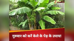 किस्मत चमकाने के लिए करें गुरुवार को केले के पेड़ की पूजा,मिलेगा सुख, सौभाग्य और धन!