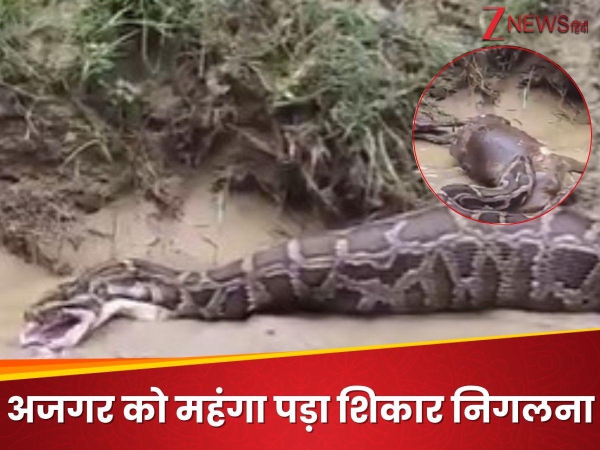 Ajgar ne bakri ko nigla python swallowed a big goat and then had to ...
