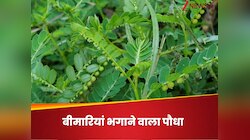 डायबिटीज से लेकर फैटी लिवर में राहत का सबब है ये पौधा, जानिए कैसे करें सेवन