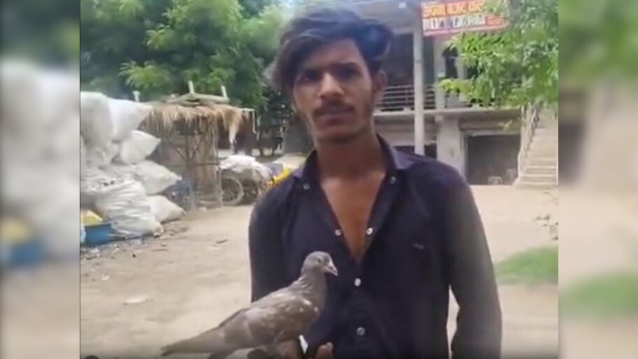 UP में कबूतर बन गया मुनव्वर का दोस्त; लोगों को फिर याद आई आरिफ और सारस की कहानी