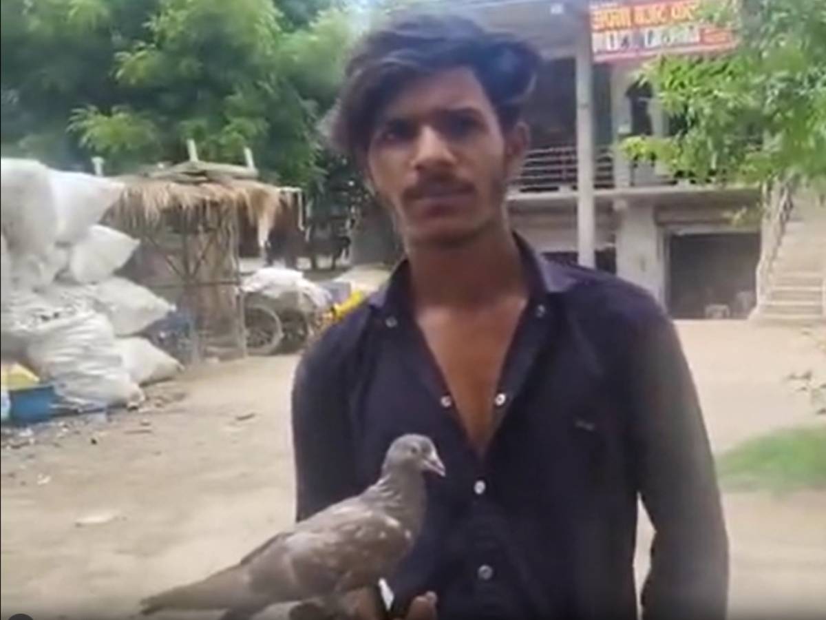 UP में कबूतर बन गया मुनव्वर का दोस्त; लोगों को फिर याद आई आरिफ और सारस की कहानी UP में कबूतर बन गया मुनव्वर का दोस्त; लोगों को फिर याद आई आरिफ और सारस की कहानी