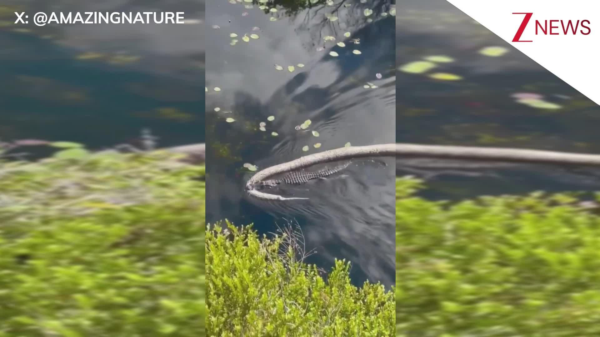 12 feet long alligator seen carrying 18 feet long python in its mouth ...