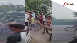 15 फुट लंबे अजगर को खिलौने की तरह पकड़ ले जाते दिखे बच्चे, 3 किलोमीटर तक लोगों ने खींची सेल्फी; देख सिर चकरा जाएगा