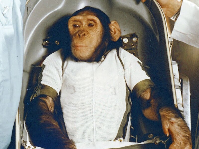 Before humans these 7 animals landed in space cat dog chimpanzee turtle ...