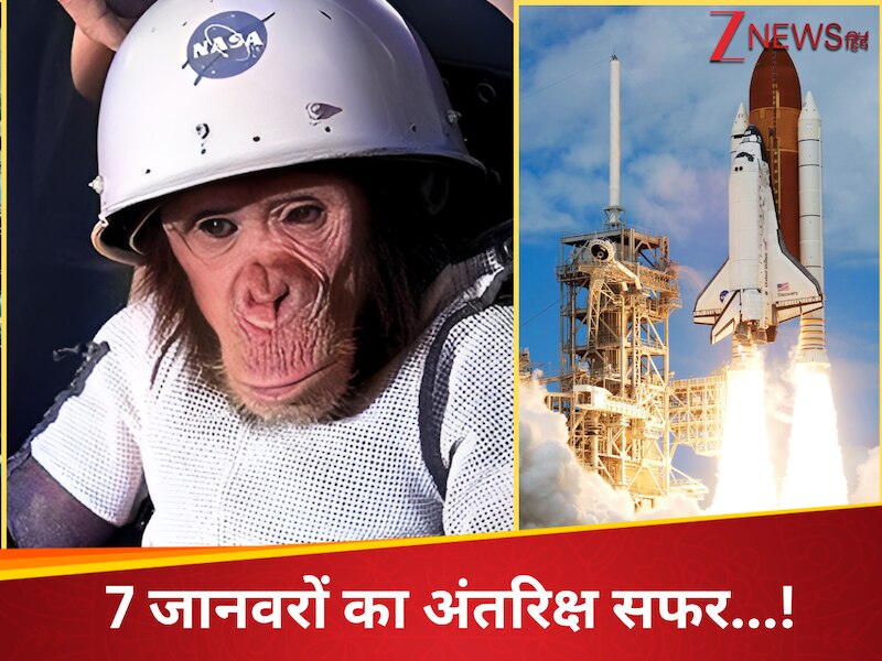 Before humans these 7 animals landed in space cat dog chimpanzee turtle ...