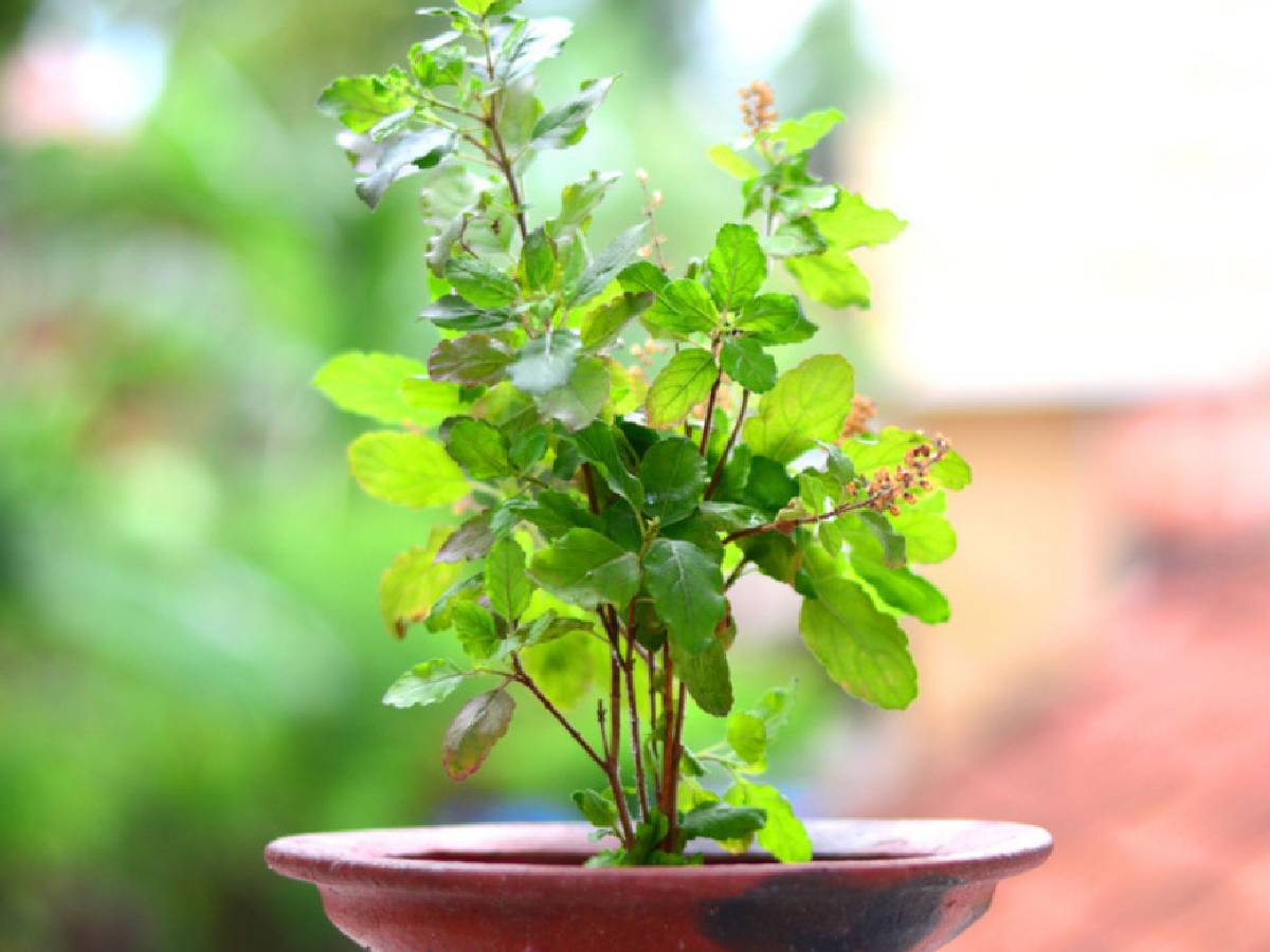  How to Take Care of Tulsi