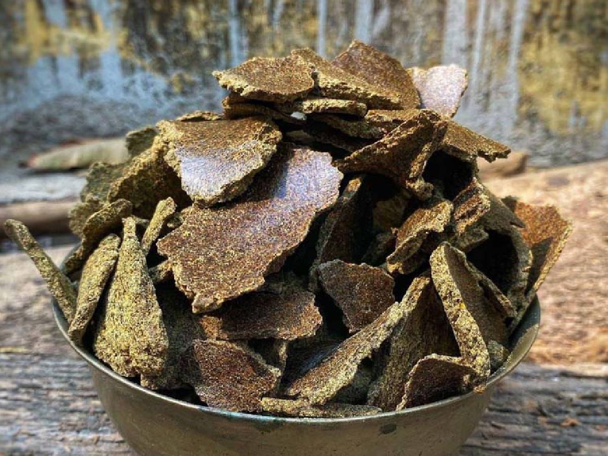  Tulsi Plant Care Tips