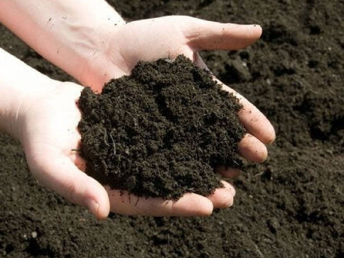 tulsi ke paudhe ki dekhbhal kaise karen