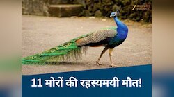 MP News: झाबुआ में एक एक कर 11 मोरों की मौत से हड़कंप, बड़ी लापरवाही आई सामने