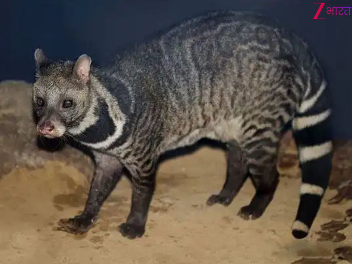 10 दुर्लभ जानवर जो आपको केवल भारत में ही दिखेंगे, जानें इनके बारे में