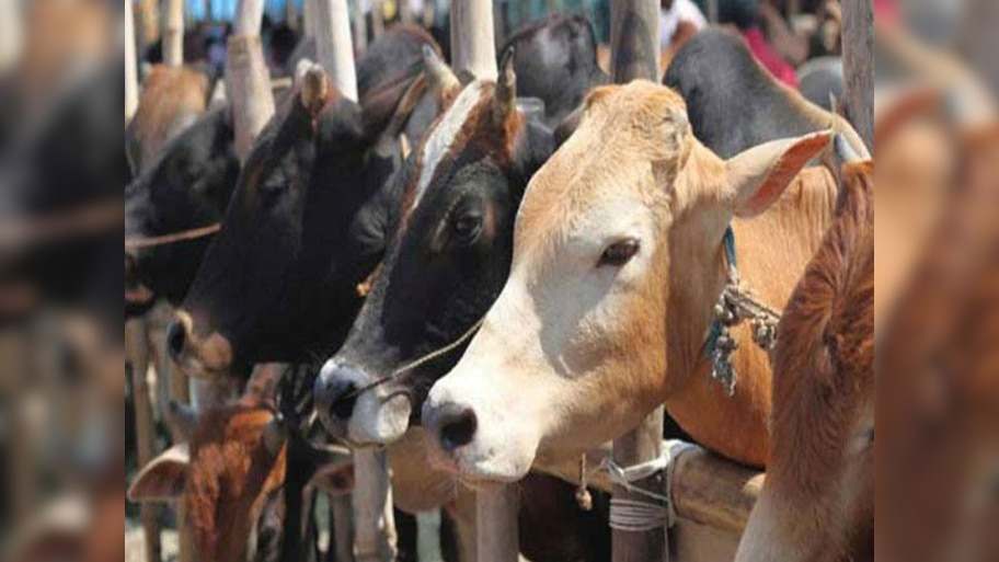 गौरक्षकों को कुरैशी समाज देगा करारा जवाब; किसान, मजदूर और छोटे कारोबारियों पर संकट के बादल!