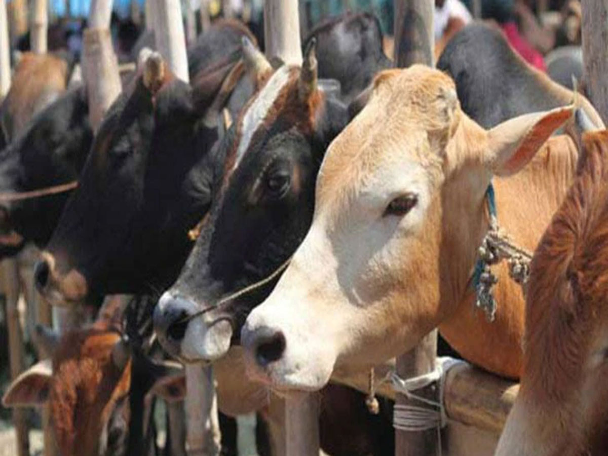 गौरक्षकों को कुरैशी समाज देगा करारा जवाब; किसान, मजदूर और छोटे कारोबारियों पर संकट के बादल! गौरक्षकों को कुरैशी समाज देगा करारा जवाब; किसान, मजदूर और छोटे कारोबारियों पर संकट के बादल!