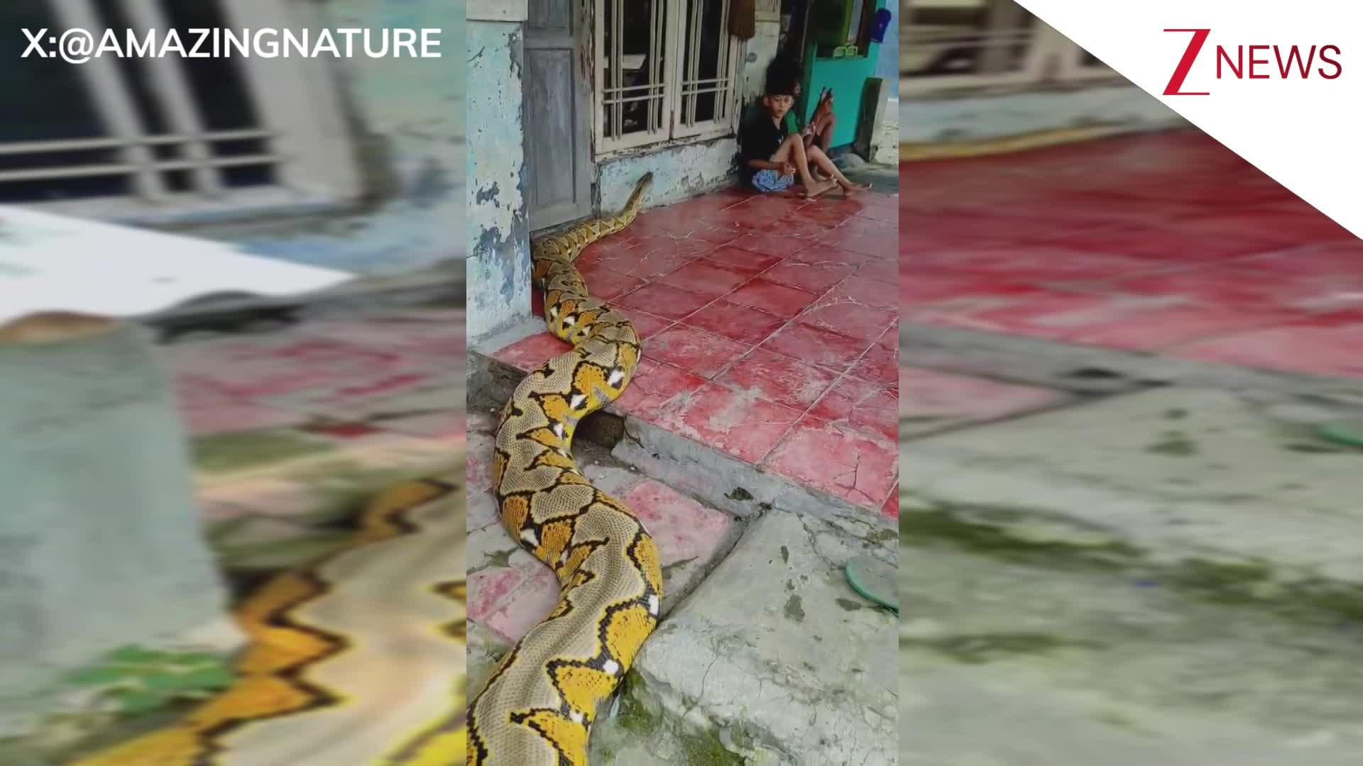 Python Sitting 2 kids sitting on ground then giant python came crawling towards them ...