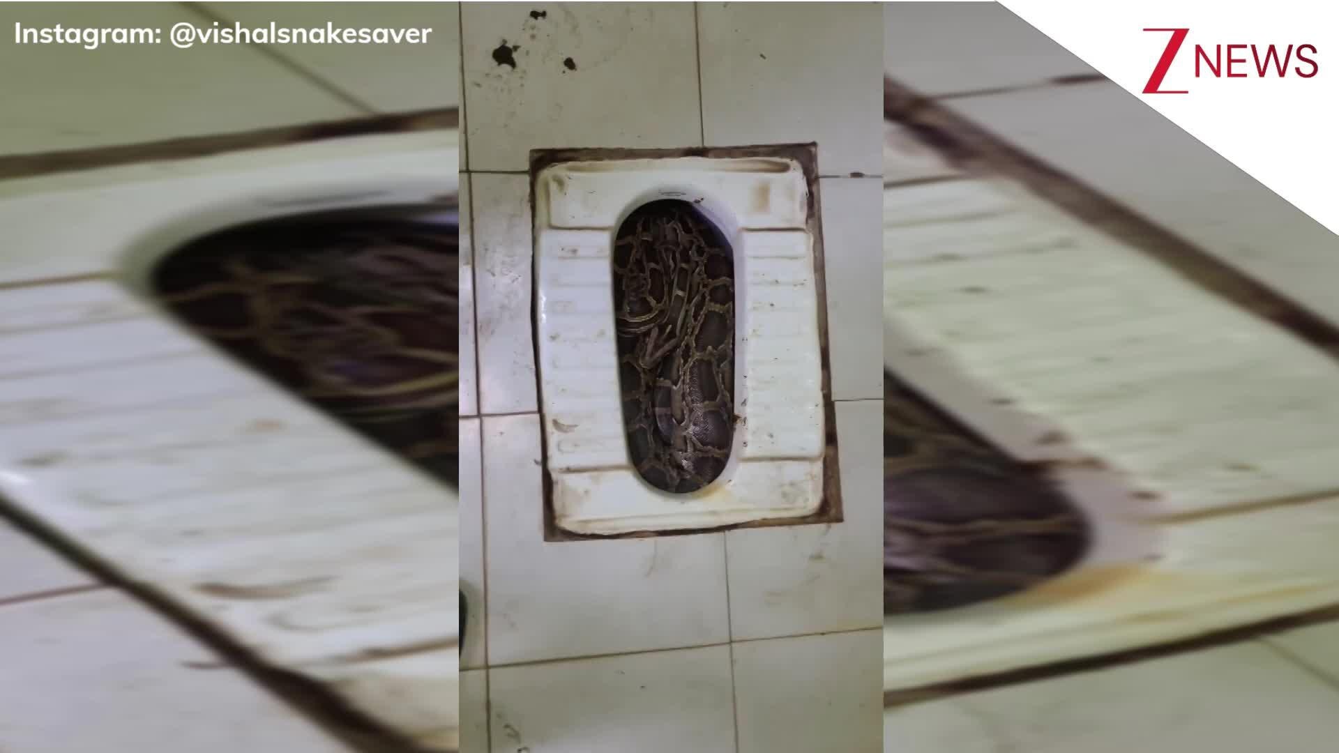 Giant python was seen sitting inside toilet seat horrifying video goes ...