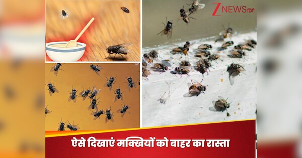 homemade remedies know how to get rid of house flies in monsoon makkhi ...