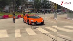 'ACP डोगेश ऑन ड्यूटी...' मुंबई की सड़क पर Lamborghini का रास्ता रोक खड़ा हो गया कुत्ता, फिर जो हुआ देख हंसी छूट जाएगी!