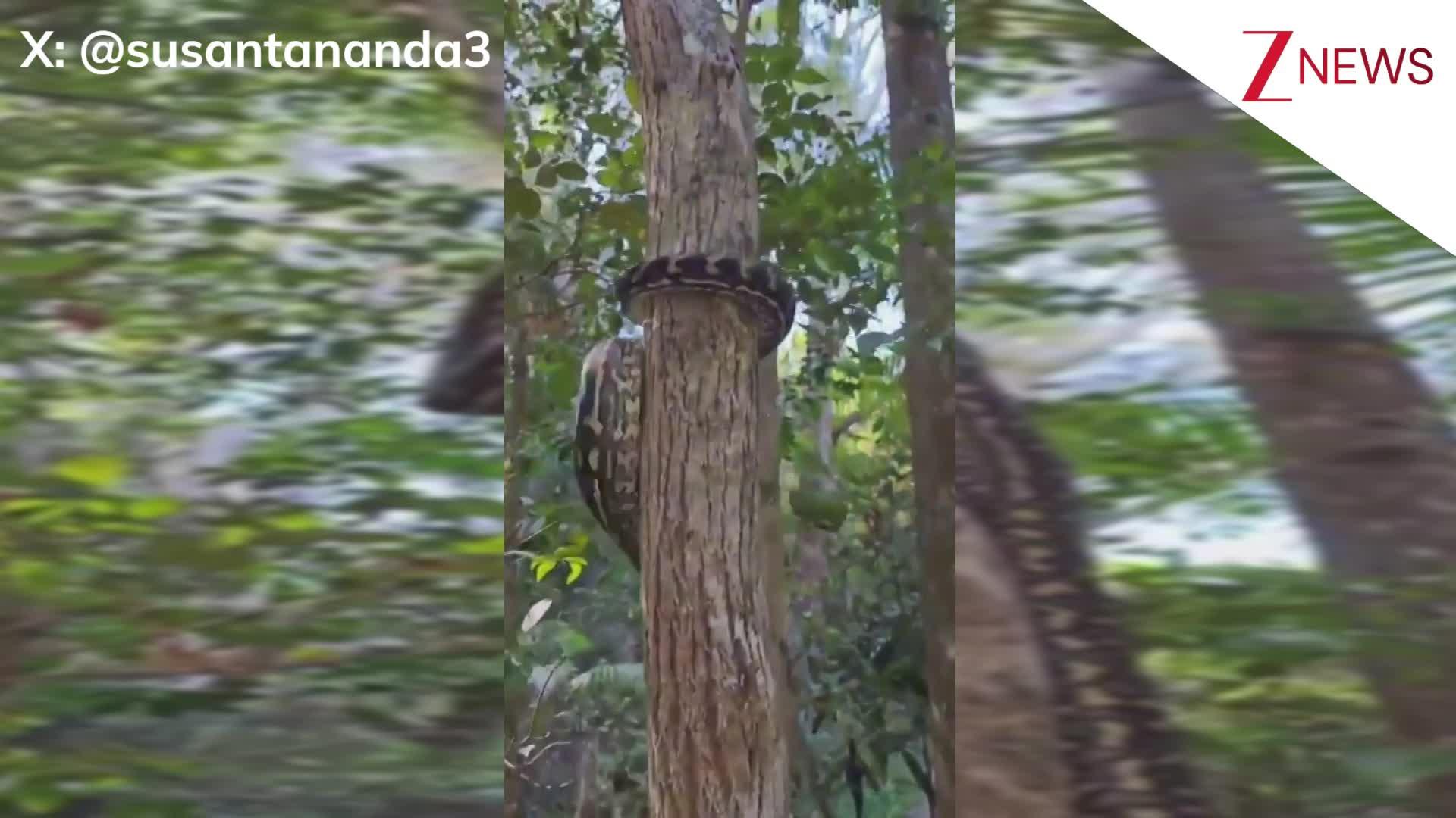 Python Snake Climbing If you see snake don't make mistake of climbing tree See how some ...