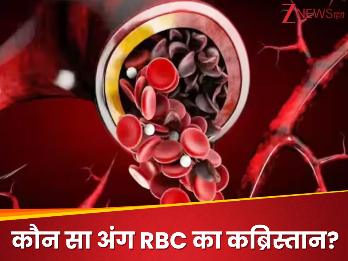 Live Human Rbc UPSC interview questions human body which organ is called the graveyard ...