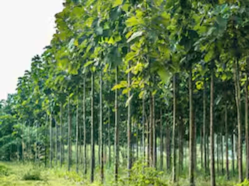 sagwan farming demand in madhya pradesh umaria nursery of 15 lakh ...