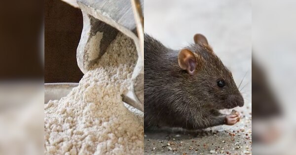 Rat feces and dirt found in flour packed in Gwalior woman complains-MP ...