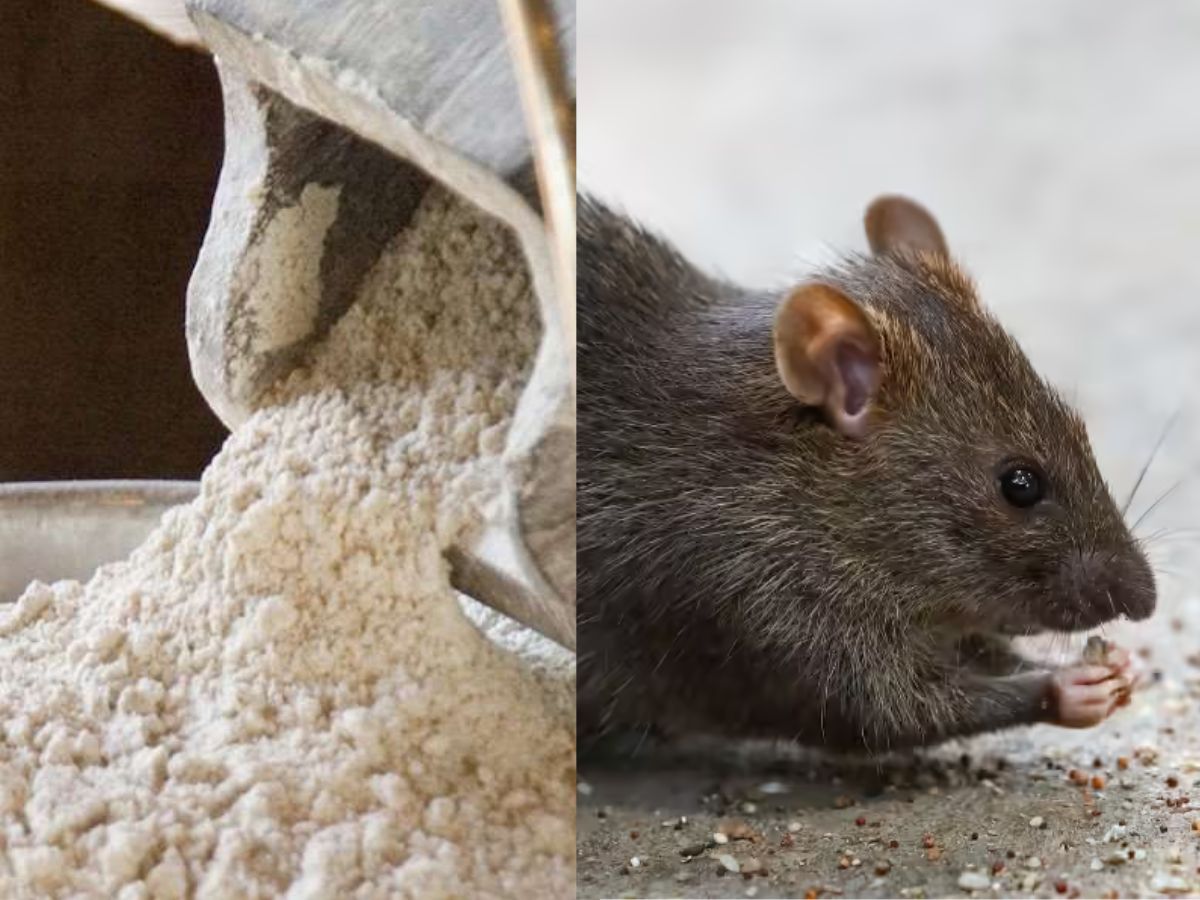 Rat feces and dirt found in flour packed in Gwalior woman complains-MP ...